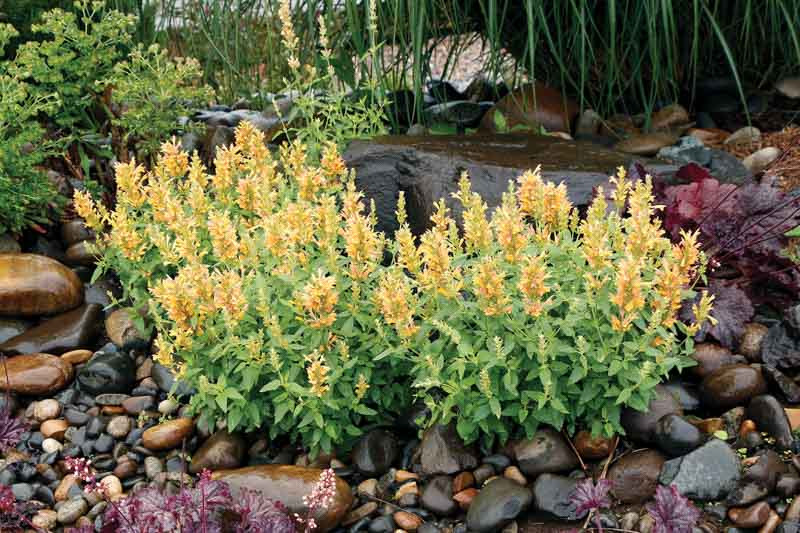 Agastache POQUITO Butter Yellow (Dwarf Hummingbird Mint)