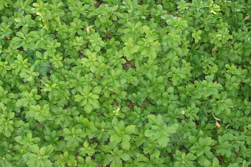 Image of Pachysandra companion plant for English ivy