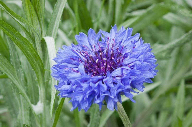 Centaurea cyanus 'Jubilee Gem' (Cornflower)