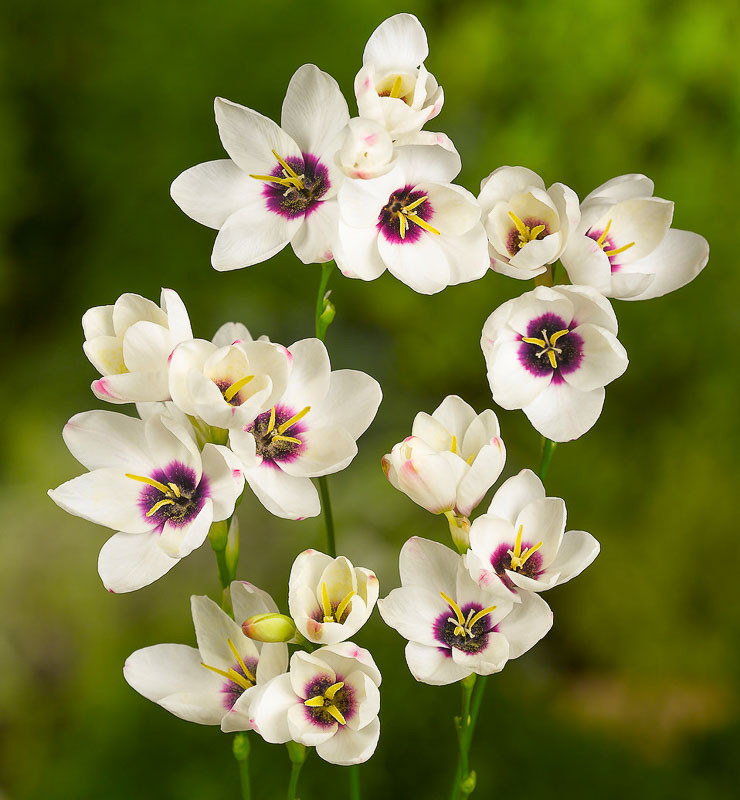 Ixia 'Spotlight' (Corn Lily)