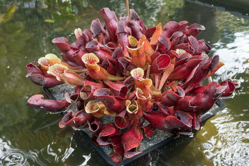 Sarracenia purpurea subsp. venosa (Purple Pitcher Plant)