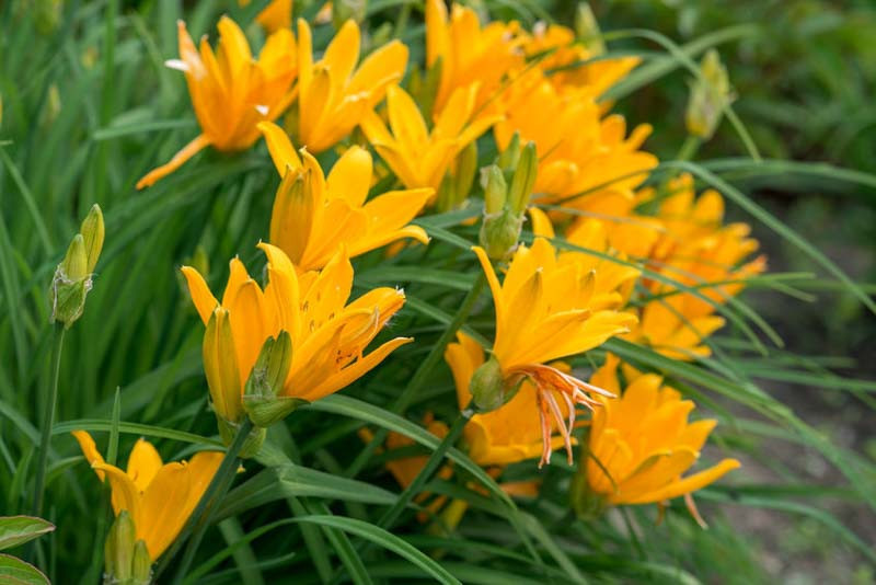 Hemerocallis ‘Aztec Gold’ (Daylily)