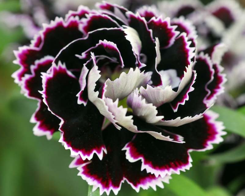 Dianthus chinensis heddewigii 'Black And White Minstrels' (Pink)