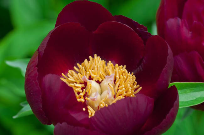 Paeonia ‘Chocolate Soldier’ (Peony)