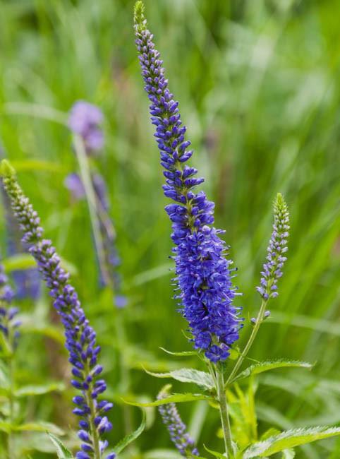 Veronica Longifolia Blue Giant Speedwell Veronica Longifolia Blue Giant Speedwell