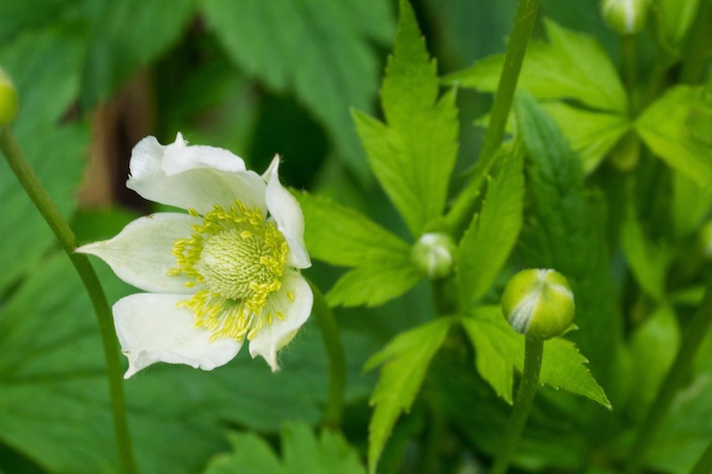 Anemone virginiana (Thimbleweed)