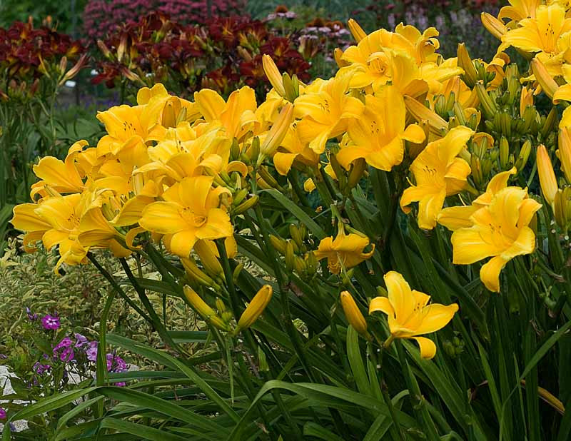 Hemerocallis 'Buttered Popcorn' (Daylily)