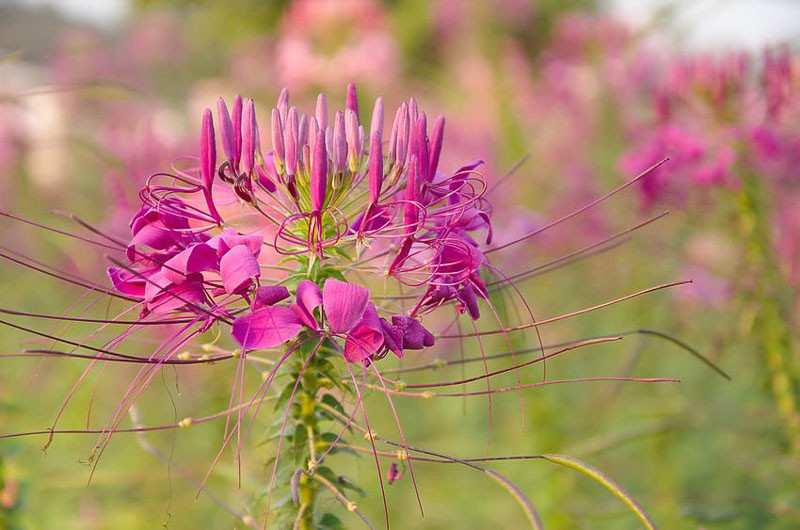 Cleome hassleriana 'Rose Queen' (Spider Flower)