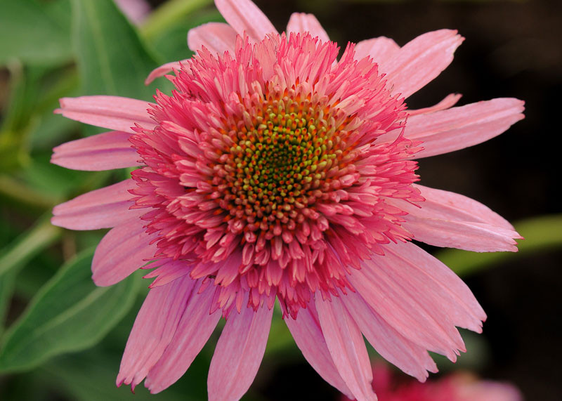 Echinacea Double Scoop Bubblegum (Coneflower)