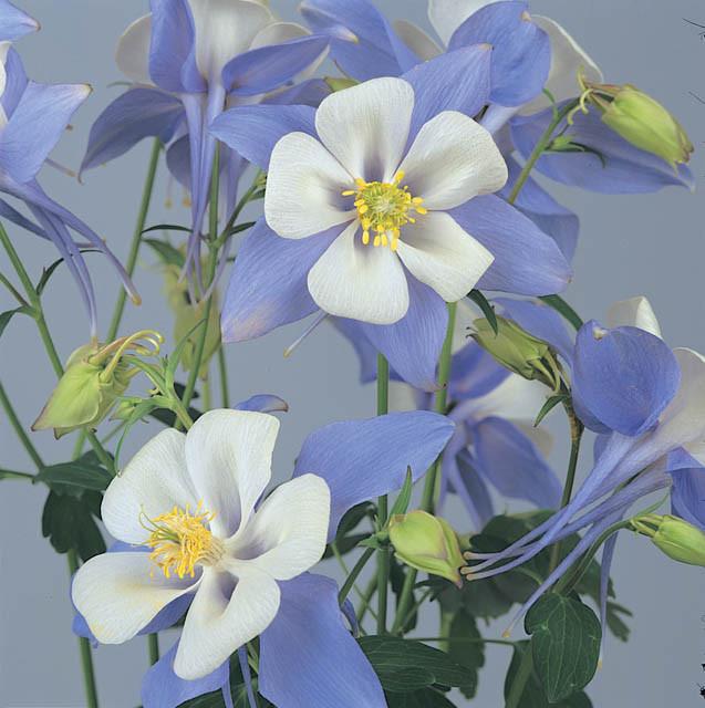 Aquilegia Songbird Bluebird Columbine Aquilegia Songbird Bluebird Columbine