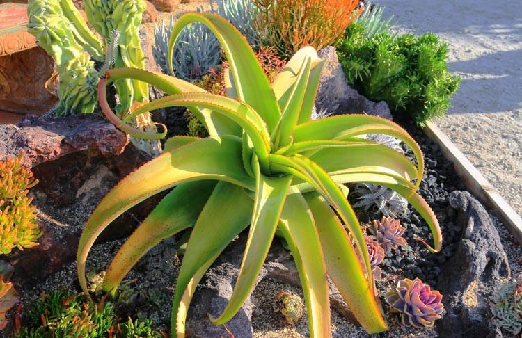 Aloe vanbalenii (Van Balen's Aloe)