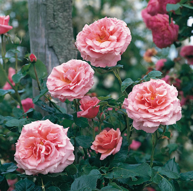 Rosa 'Aloha' (Climbing Rose)