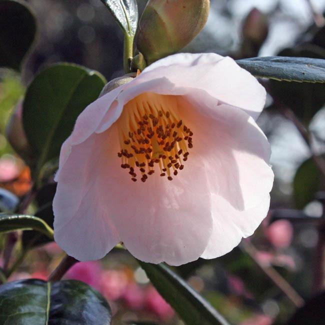 Camellia Japonica Apple Blossom Camellia Japonica Apple Blossom