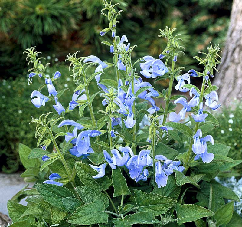Salvia patens 'Patio Sky Blue' (Gentian Sage)