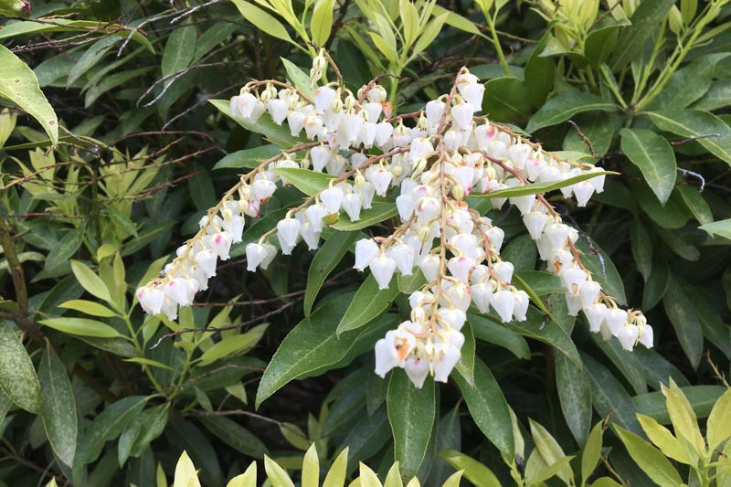 Image of Pieris bush with white flowers