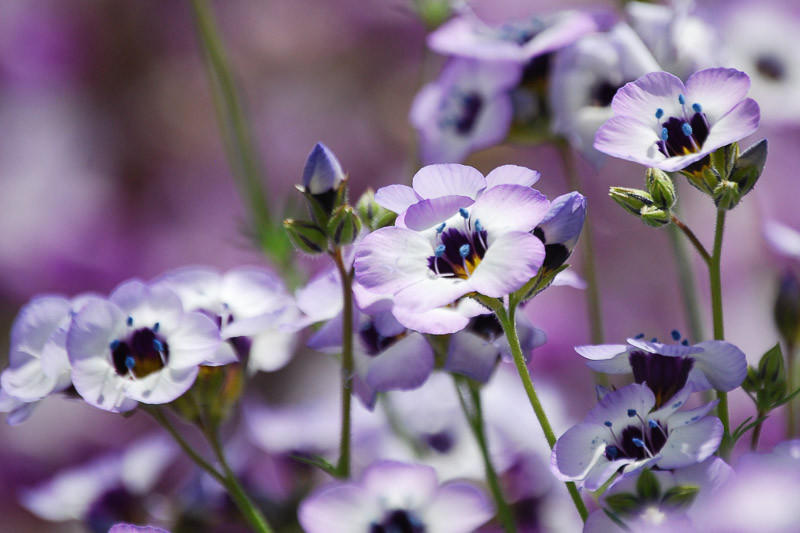 Gilia tricolor (Bird'sEyes)