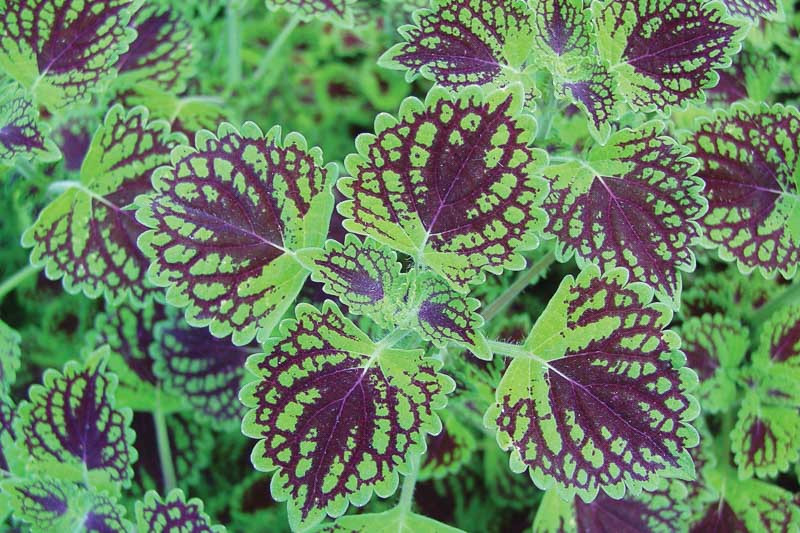Solenostemon Chocolate Drop (Coleus)