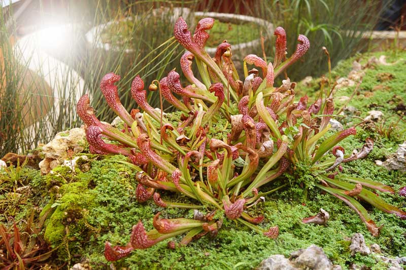 Sarracenia 'Scarlet Belle' (Pitcher Plant)