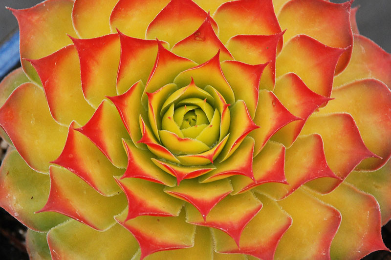 Sempervivum Chick Charms® 'Gold Nugget' (Hens and