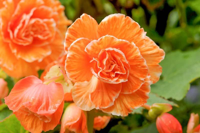 Begonia Picotee Lace Apricot