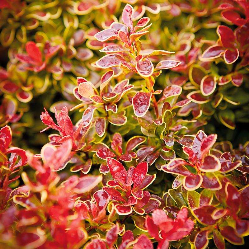 Berberis thunbergii f. atropurpurea �Admiration� (Japanese