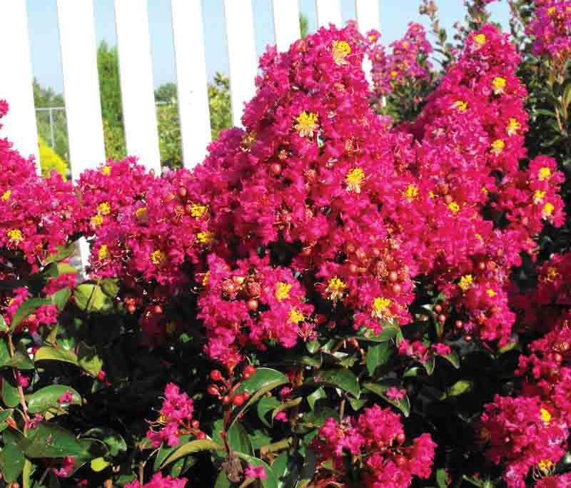 Lagerstroemia Berry Dazzle E Myrtle Lagerstroemia Berry Dazzle E Myrtle