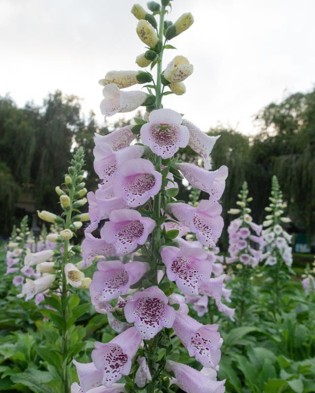 Digitalis purpurea 'Camelot Lavender' Foxglove)