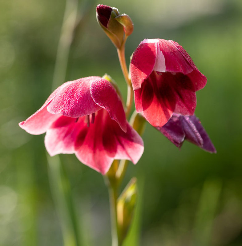 Gladiolus papilio 'Ruby' (Butterfly Gladiolus)