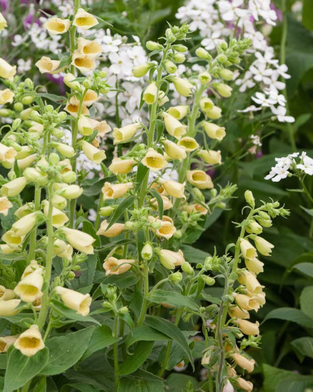 Digitalis grandiflora 'Carillon' (Dwarf Yellow Foxglove)