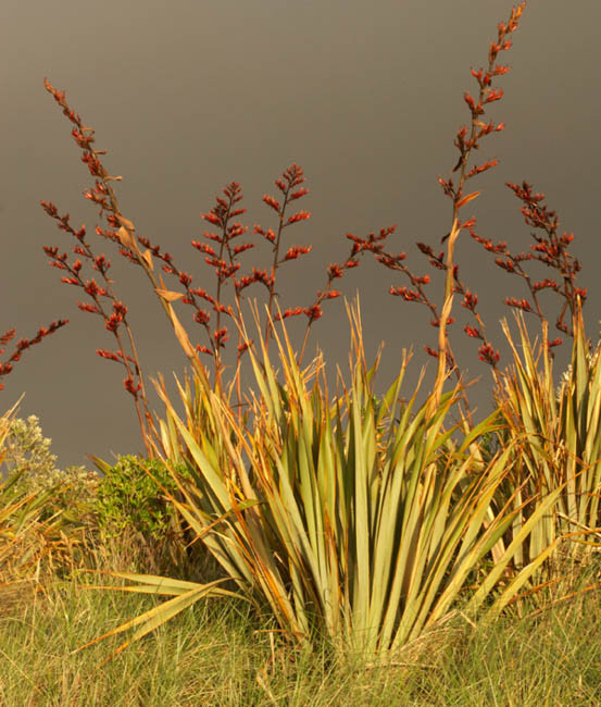 Phormium tenax (New Zealand Flax)