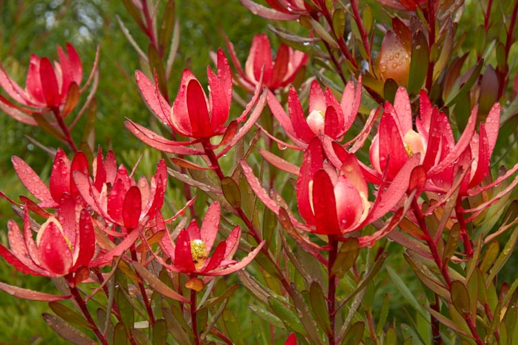 Leucadendron ‘Safari Sunset’ (Conebush)