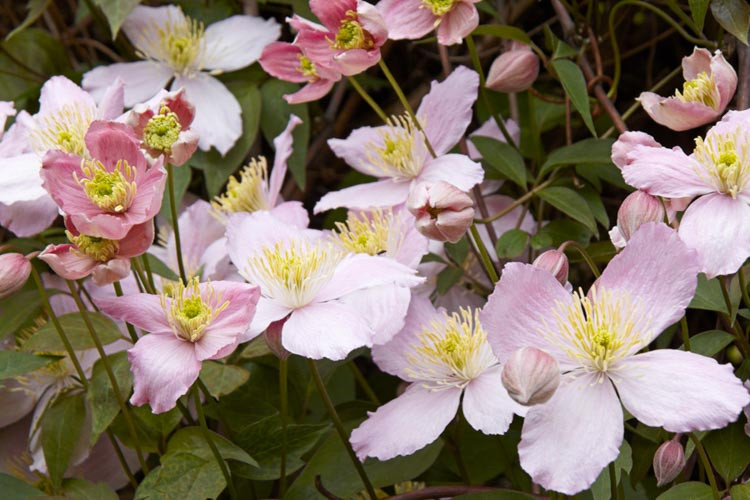 Clematis Elizabeth Montana Group 