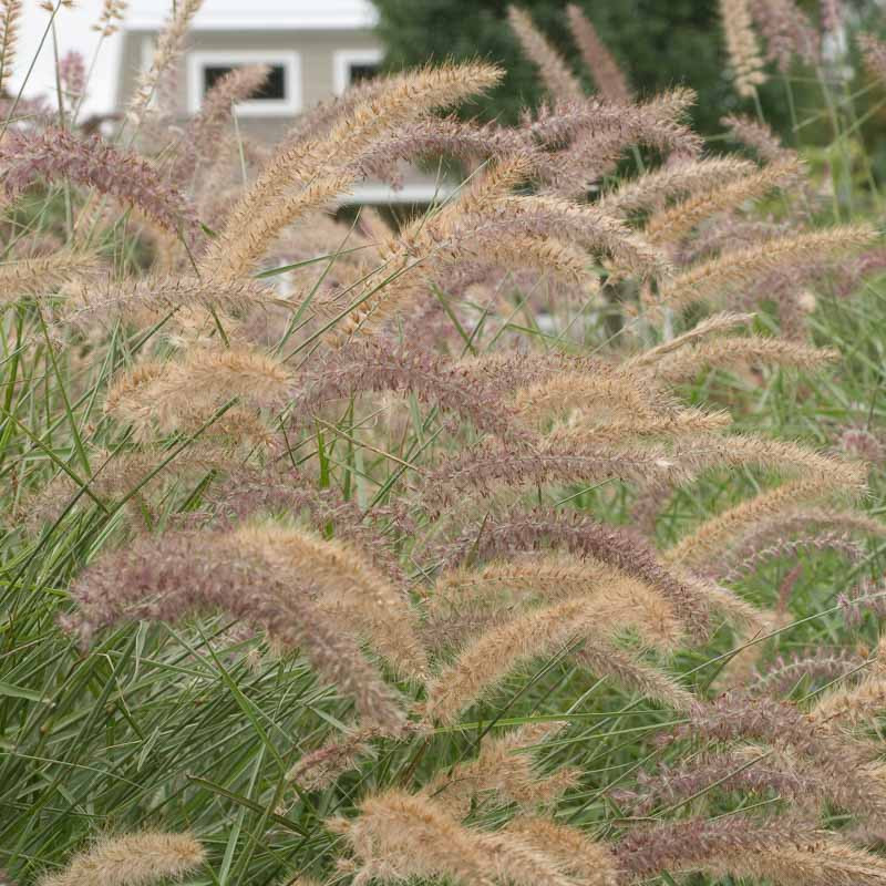 Pennisetum orientale 'Karley Rose' (Oriental Fountain Grass)