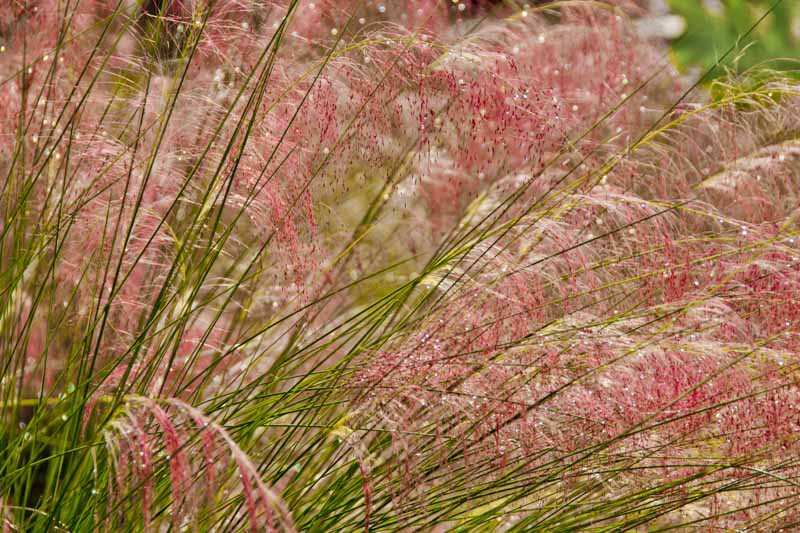 Muhlenbergia capillaris (Pink Muhly Grass)