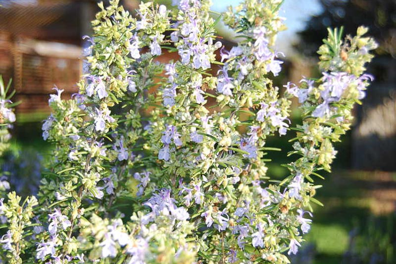 Rosmarinus officinalis 'Spice Island' (Rosemary)