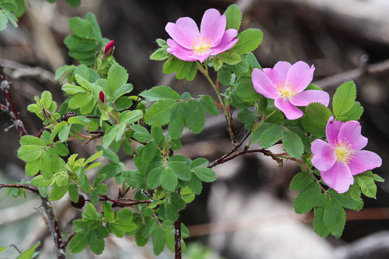 Rosa arkansana (Arkansas Rose)