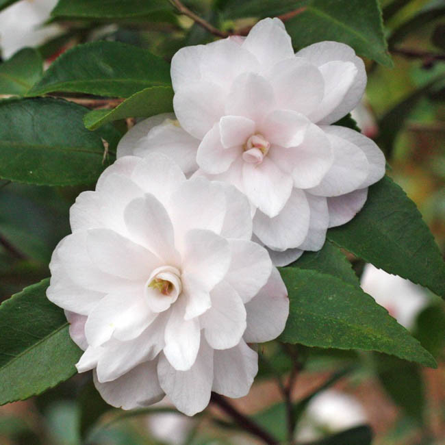 Camellia &lsquo;Cinnamon Cindy&rsquo;