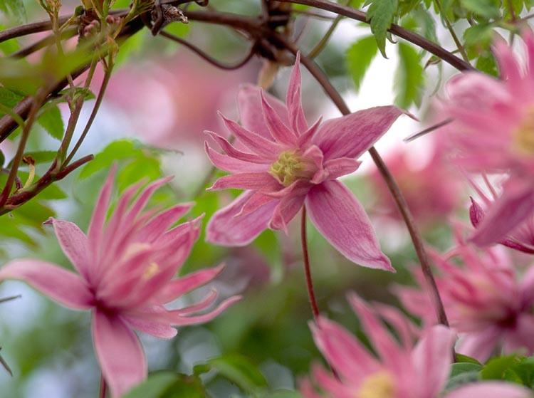 Clematis Macropetala Markham/'s Pink Climbing Plant