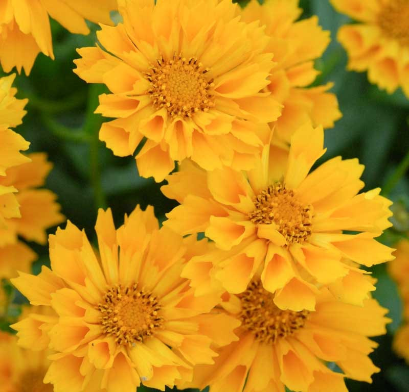 Coreopsis Jethro Tull