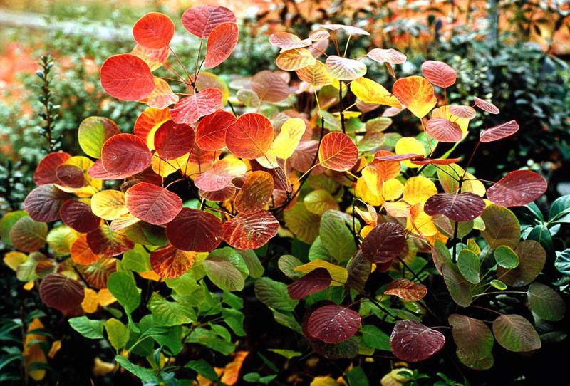 cotinus coggygria golden spirit