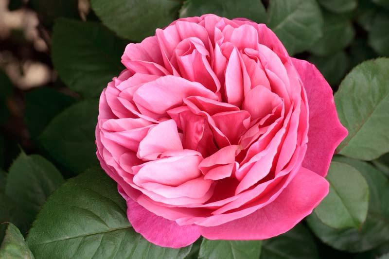 Rosa Dee Lish Hybrid Tea Rose