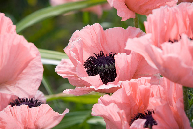 Papaver orientale ‘Turkish Delight’ (Oriental Poppy)