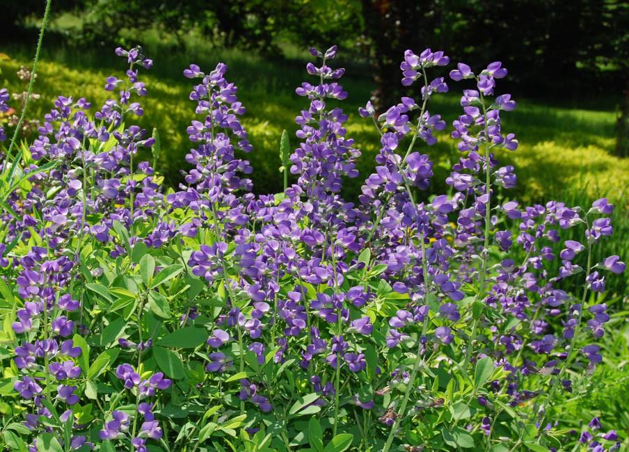 Baptisia australis (False Indigo)