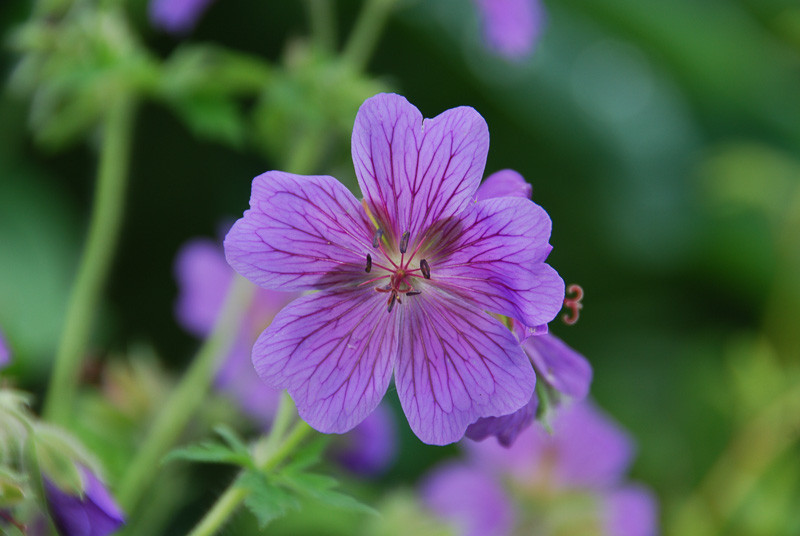 Geranium x magnificum (Purple Cranesbill)