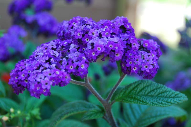 Heliotropium arborescens (Heliotrope)