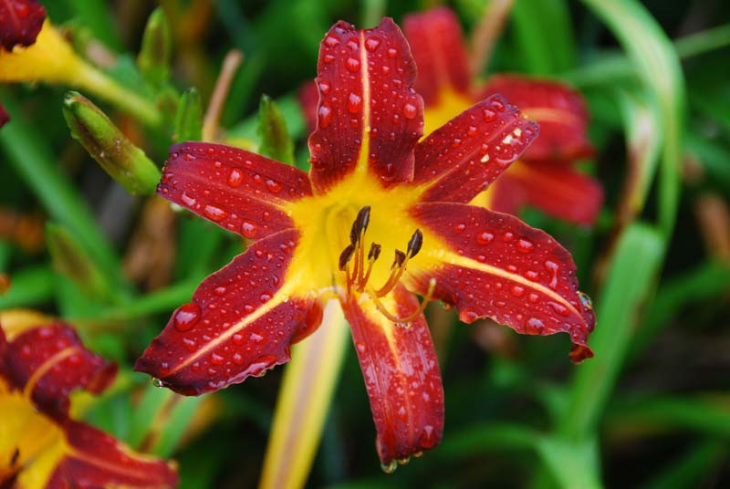 Hemerocallis 'Autumn Red' (Reblooming Daylily)