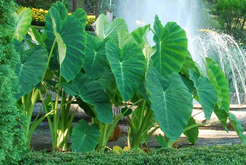 Colocasia esculenta (Taro)