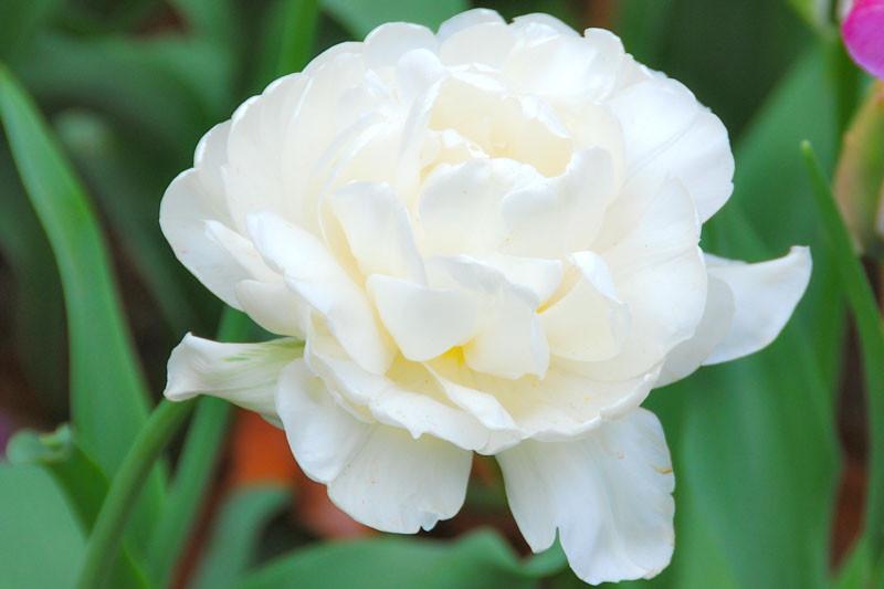 Mount Tacoma tulipe x 30 ampoules Double printemps tardif Blooms Facile à Cultiver 