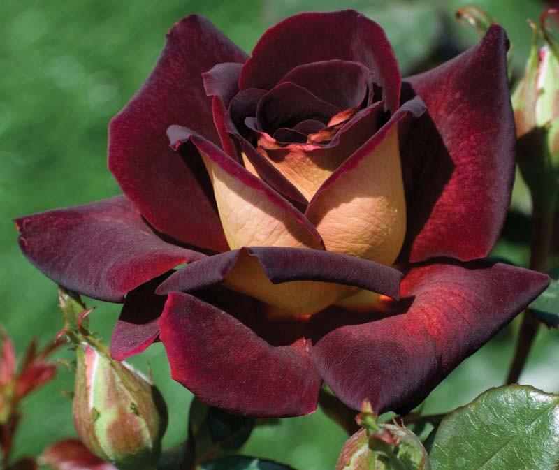 Rosa Dark Night Hybrid Tea Rose