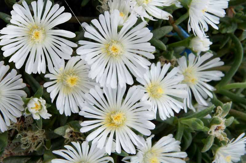 Eisblume White Wonder